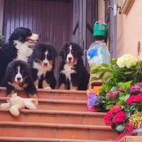 Cuccioli bovaro del bernese