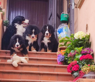Cuccioli bovaro del bernese