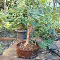 bonsai 