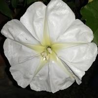 Ipomea alba rampicante
