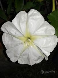 Ipomea alba rampicante