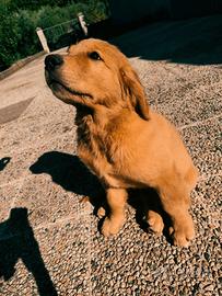 Golden retriever americano