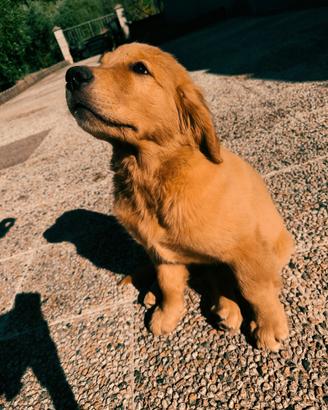Golden retriever americano