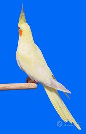 Baby calopsiti all evate a mano