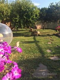 Spazioso bilocale San Teodoro