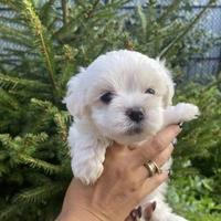 Cuccioli di maltese