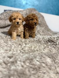 Cuccioli barboncino toy