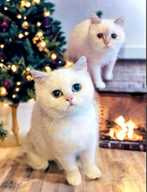 Cuccioli di Scottish e British