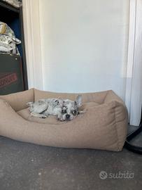 Cucciola bulldog francese merle