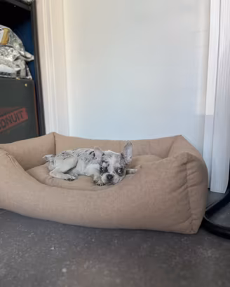Cucciola bulldog francese merle