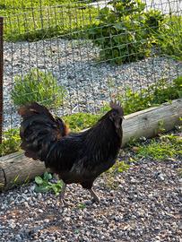 Galli ayam cemani