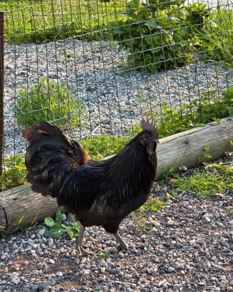 Galli ayam cemani