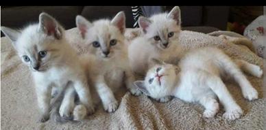 Gattini siamese Thai Tabby Point