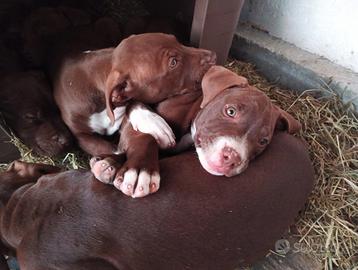 Cuccioli Pitbull