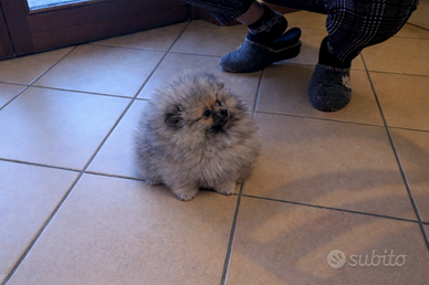 Volpino pomerania pedigree