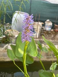 Semi Pontederia Cordata