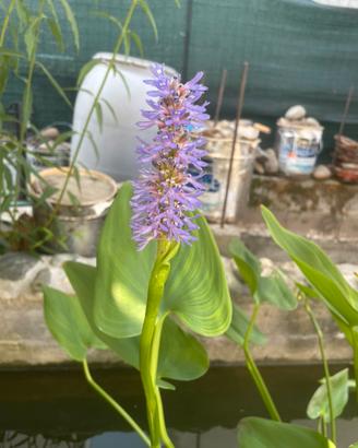 Semi Pontederia Cordata