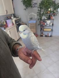 Cocorite inglesi allevati a mano