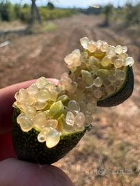 Finger-Lime
