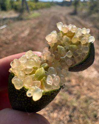 Finger-Lime