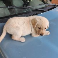 Cuccioli Labrador