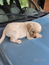 Cuccioli Labrador