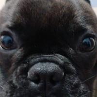 Bulldog francese di 9 mesi