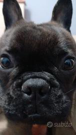 Bulldog francese di 9 mesi