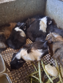 Cavie porcellini d'india