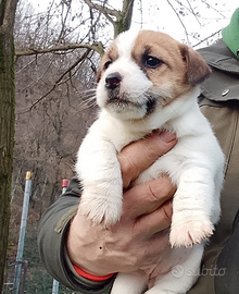 Jack Russell cucciole
