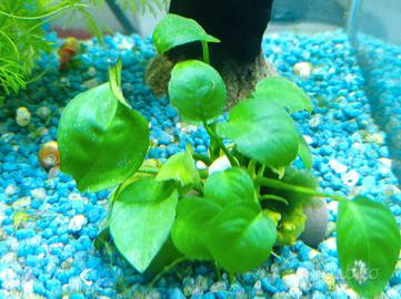 piante acquario