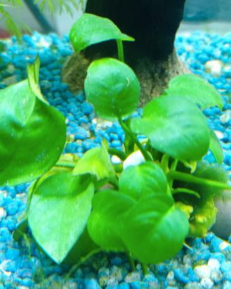 piante acquario
