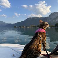 Il gatto del Bengala mostra classe