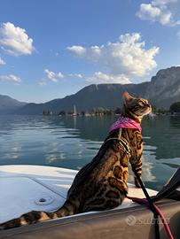 Il gatto del Bengala mostra classe