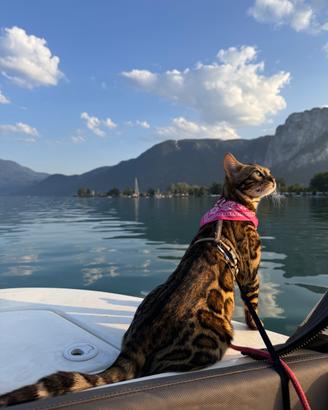 Il gatto del Bengala mostra classe