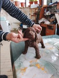 Cucciolo cocker spaniel inglese