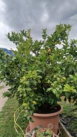 piante in vaso di limoni