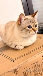 Gattina Certosina ?Bengala