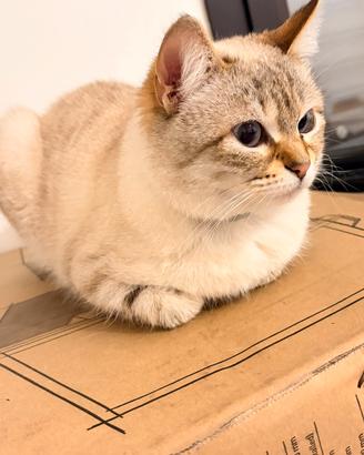 Gattina Certosina ?Bengala