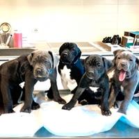 6 splendidi cuccioli di cane corso