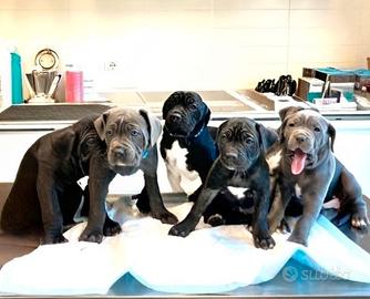 6 splendidi cuccioli di cane corso