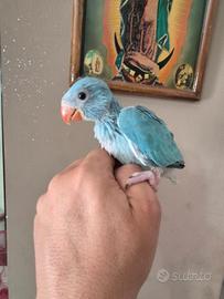 Parrocchetti dal collare cleartail