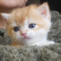Meravigliosi cuccioli british shorthair pedigree