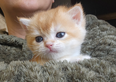 Meravigliosi cuccioli british shorthair pedigree