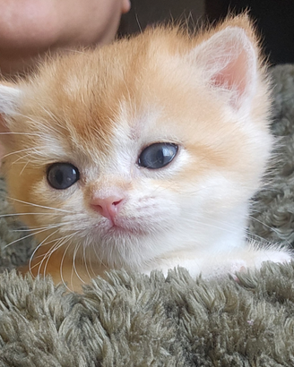 Meravigliosi cuccioli british shorthair pedigree