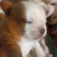 Cuccioli di chihuahua pedigree ENCI