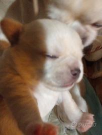 Cuccioli di chihuahua pedigree ENCI