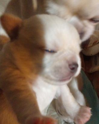 Cuccioli di chihuahua pedigree ENCI