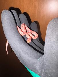 Serpente del grano amel het anery
