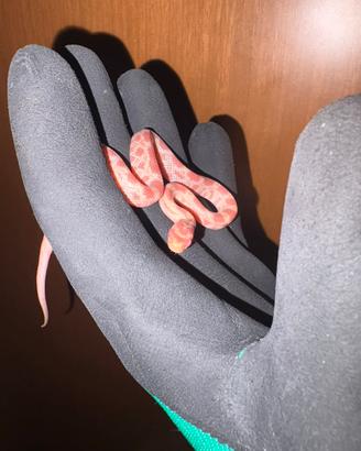 Serpente del grano amel het anery